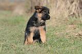 BERGER ALLEMAND 606